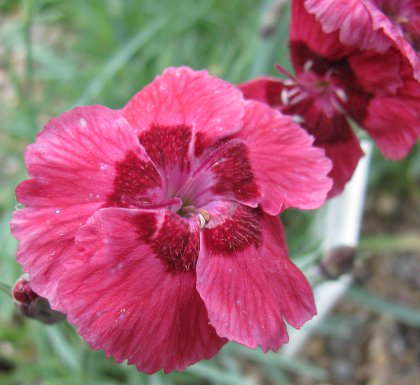 Dianthus 'Red Dwarf' 222/20